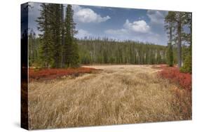 Blueberry leaves in autumn red coloration, Yellowstone National Park, Wyoming-Adam Jones-Stretched Canvas