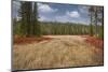 Blueberry leaves in autumn red coloration, Yellowstone National Park, Wyoming-Adam Jones-Mounted Photographic Print