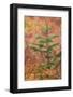 Blueberry leaves in autumn red coloration, Yellowstone National Park, Wyoming-Adam Jones-Framed Photographic Print