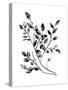 Blueberry Sprig-null-Stretched Canvas