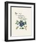 Blueberry-G^ Phillips-Framed Art Print