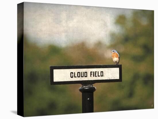 Bluebird at Cloud Field-Jai Johnson-Stretched Canvas