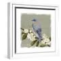 Bluebird Branch II-Victoria Borges-Framed Art Print