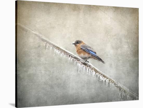 Bluebird Braving the Cold-Jai Johnson-Stretched Canvas