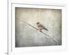 Bluebird Braving the Cold-Jai Johnson-Framed Giclee Print