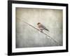 Bluebird Braving the Cold-Jai Johnson-Framed Giclee Print