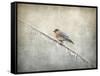 Bluebird Braving the Cold-Jai Johnson-Framed Stretched Canvas