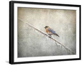 Bluebird Braving the Cold-Jai Johnson-Framed Giclee Print