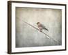 Bluebird Braving the Cold-Jai Johnson-Framed Giclee Print