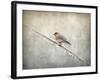 Bluebird Braving the Cold-Jai Johnson-Framed Giclee Print