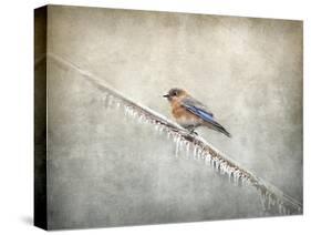 Bluebird Braving the Cold-Jai Johnson-Stretched Canvas