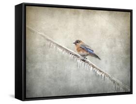 Bluebird Braving the Cold-Jai Johnson-Framed Stretched Canvas