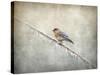 Bluebird Braving the Cold-Jai Johnson-Stretched Canvas