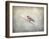 Bluebird Braving the Cold-Jai Johnson-Framed Giclee Print