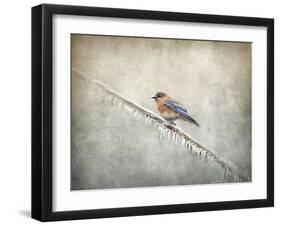 Bluebird Braving the Cold-Jai Johnson-Framed Giclee Print