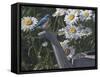 Bluebird Daisies-Jeffrey Hoff-Framed Stretched Canvas