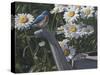 Bluebird Daisies-Jeffrey Hoff-Stretched Canvas