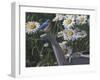 Bluebird Daisies-Jeffrey Hoff-Framed Photographic Print