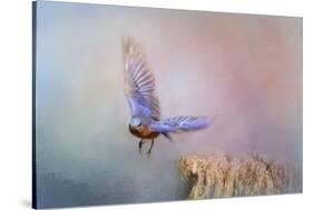 Bluebird Escape-Jai Johnson-Stretched Canvas