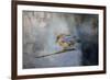 Bluebird in Winter-Jai Johnson-Framed Giclee Print