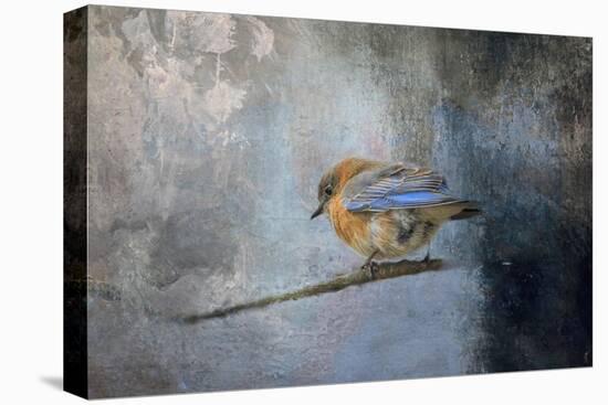 Bluebird in Winter-Jai Johnson-Stretched Canvas