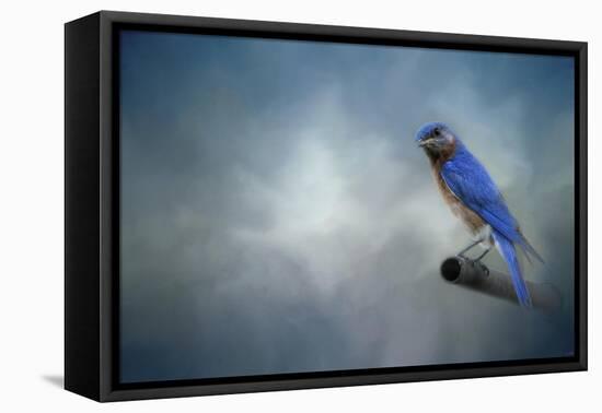 Bluebird on Patrol-Jai Johnson-Framed Stretched Canvas