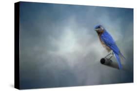 Bluebird on Patrol-Jai Johnson-Stretched Canvas