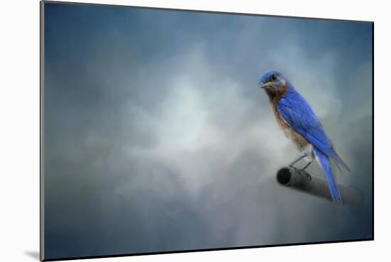 Bluebird on Patrol-Jai Johnson-Mounted Giclee Print