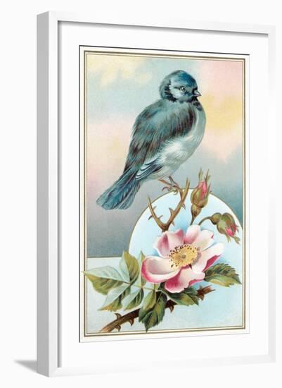 Bluebird on Rose Bush-null-Framed Art Print