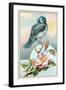 Bluebird on Rose Bush-null-Framed Art Print