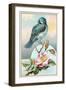 Bluebird on Rose Bush-null-Framed Art Print