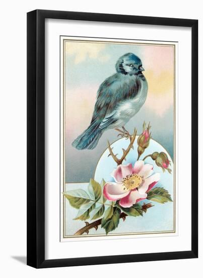Bluebird on Rose Bush-null-Framed Art Print