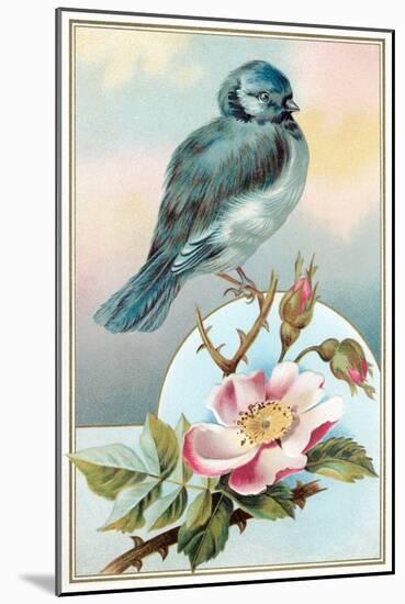 Bluebird on Rose Bush-null-Mounted Art Print
