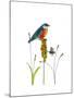 Bluebird on Seeds-Blenda Tyvoll-Mounted Giclee Print