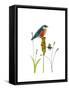 Bluebird on Seeds-Blenda Tyvoll-Framed Stretched Canvas