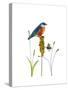 Bluebird on Seeds-Blenda Tyvoll-Stretched Canvas