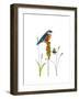 Bluebird on Seeds-Blenda Tyvoll-Framed Giclee Print