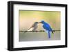 Bluebird Pair-Jason Savage-Framed Art Print