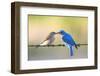 Bluebird Pair-Jason Savage-Framed Art Print