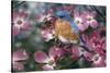 Bluebird/Pink Dogwood-William Vanderdasson-Stretched Canvas