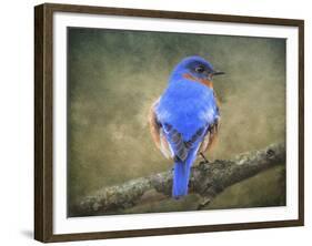 Bluebird Portrait-Jai Johnson-Framed Giclee Print