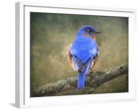 Bluebird Portrait-Jai Johnson-Framed Giclee Print