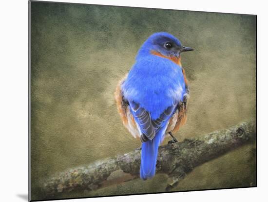 Bluebird Portrait-Jai Johnson-Mounted Giclee Print