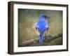 Bluebird Portrait-Jai Johnson-Framed Giclee Print