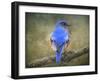 Bluebird Portrait-Jai Johnson-Framed Giclee Print