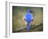 Bluebird Portrait-Jai Johnson-Framed Giclee Print