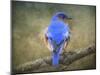 Bluebird Portrait-Jai Johnson-Mounted Giclee Print