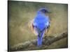 Bluebird Portrait-Jai Johnson-Stretched Canvas