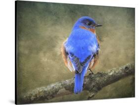 Bluebird Portrait-Jai Johnson-Stretched Canvas