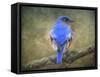 Bluebird Portrait-Jai Johnson-Framed Stretched Canvas